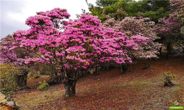 青巖山杜鵑花開(kāi)漫山野 大美蘭坪等你來(lái)！